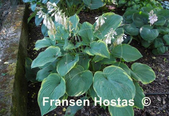 Hosta Backyard Monster